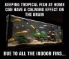 indoorfins.jpeg